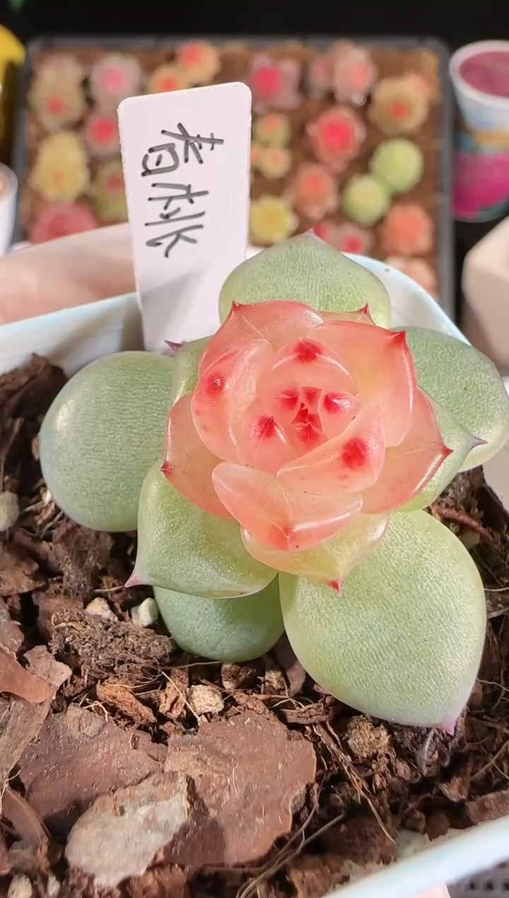 1207-85春桃量拍任意发一颗多肉群生不包整