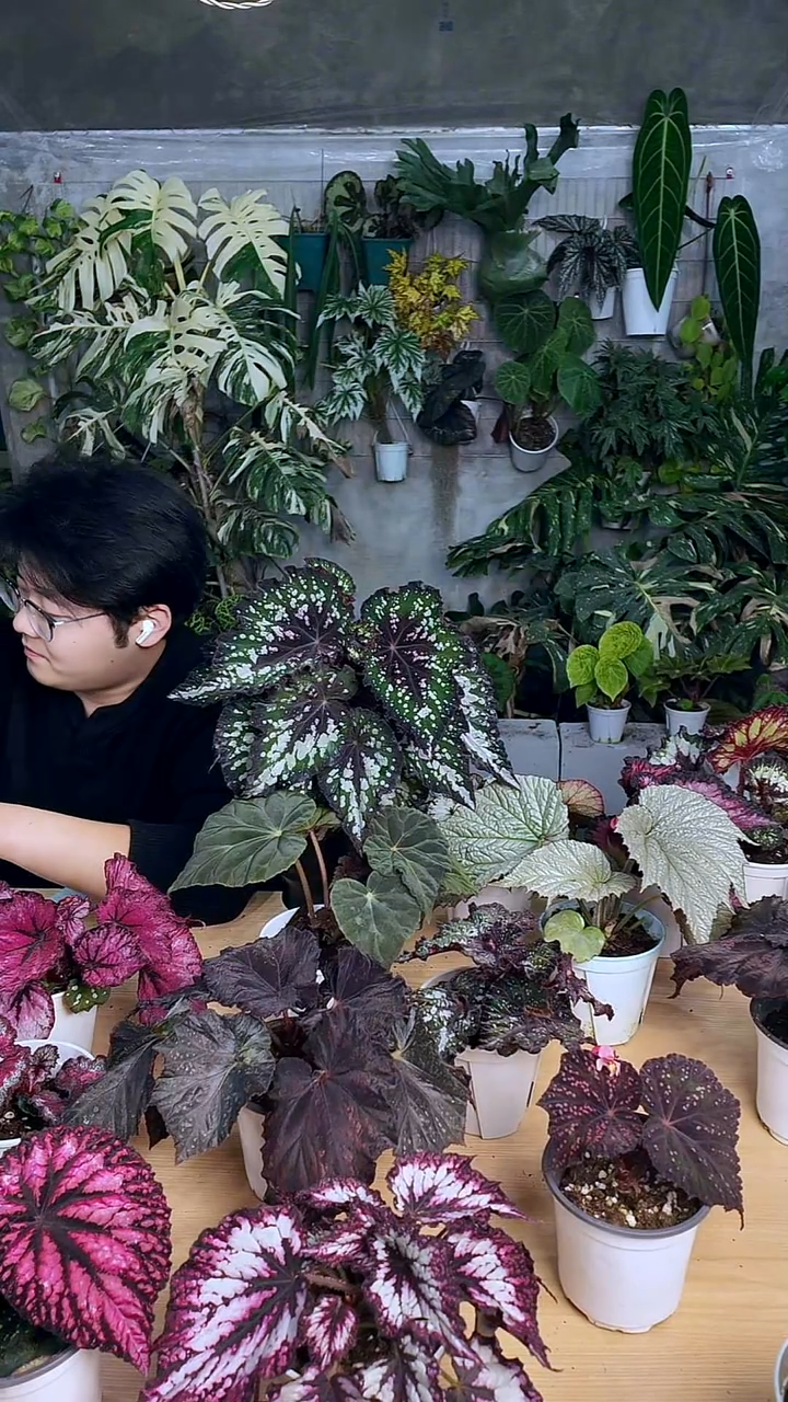 完全开放春芽秋海棠