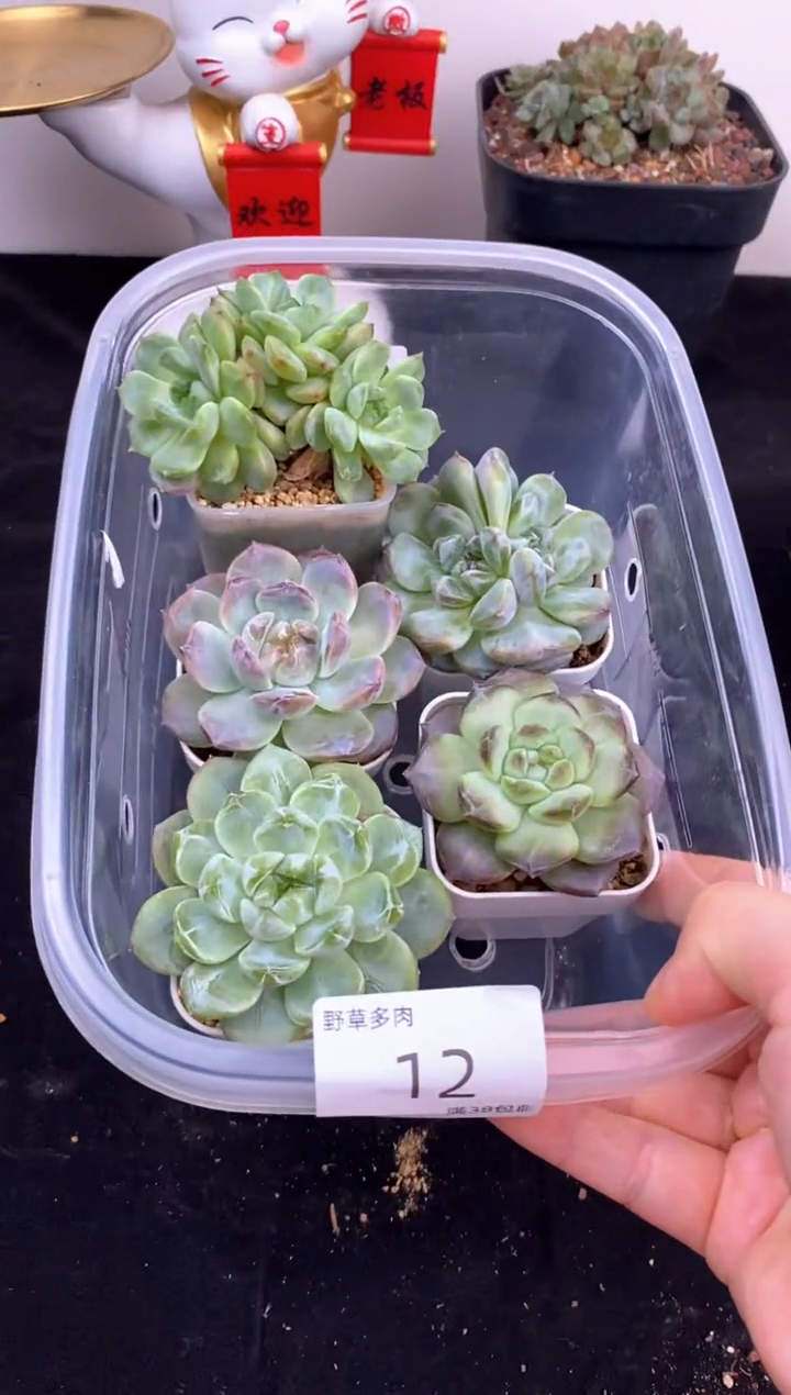 5棵一组一组包邮12号