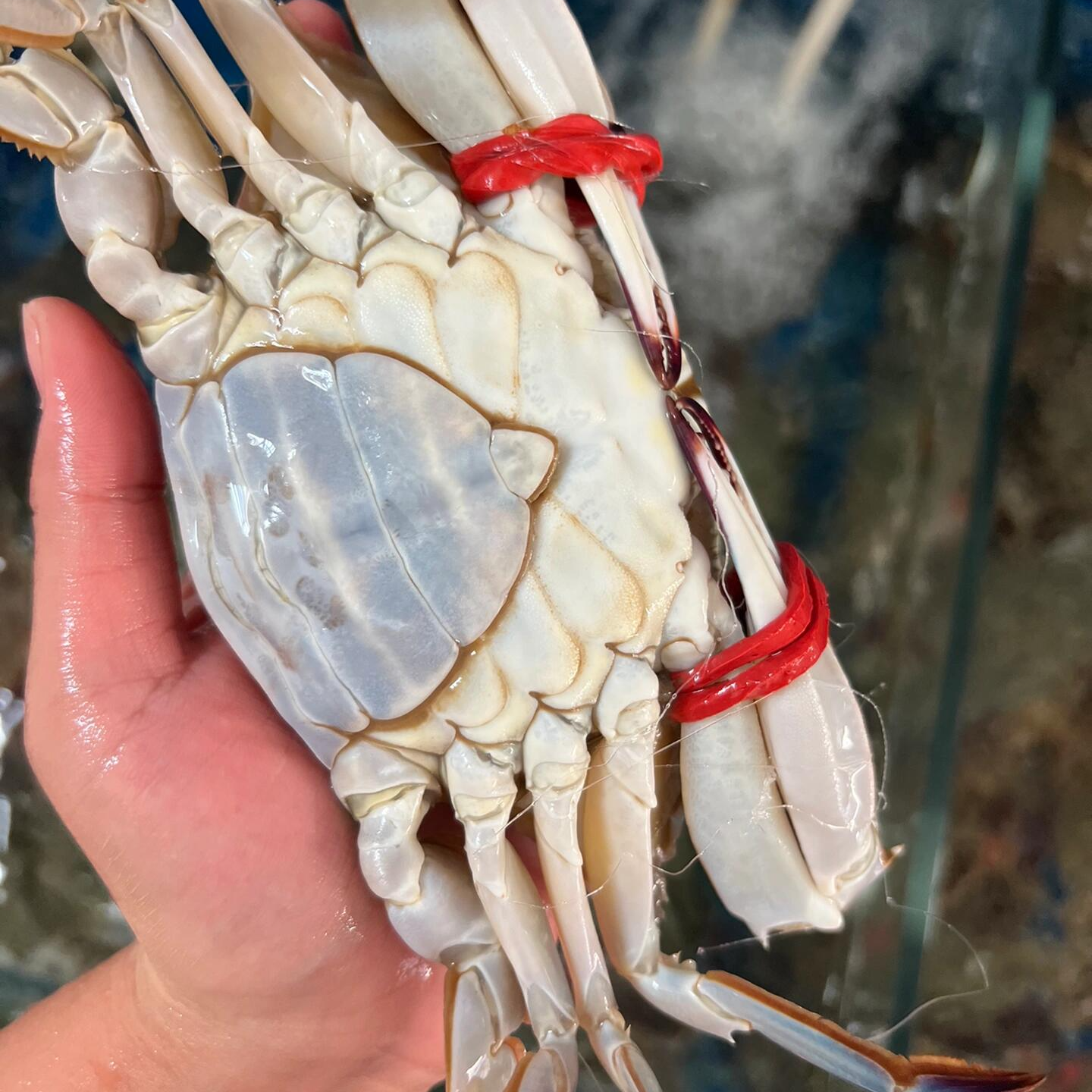 【保鲜不保活】东港大母梭子蟹 单只3.5-5两 三点红大母蟹  2-3斤