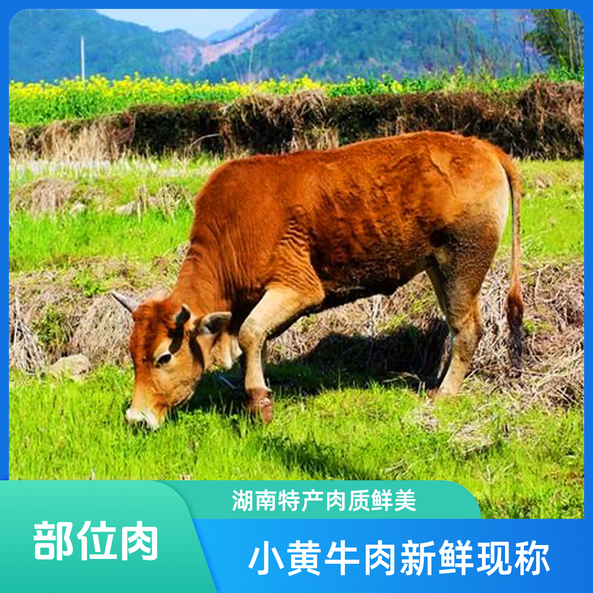 （小雨专属部位肉）湖南湘西本地小黄牛现称4斤