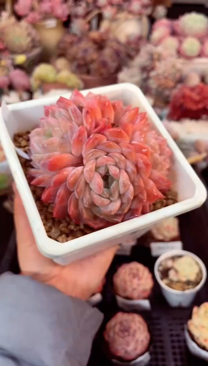 【闪购商品】8073四头冰魄多肉