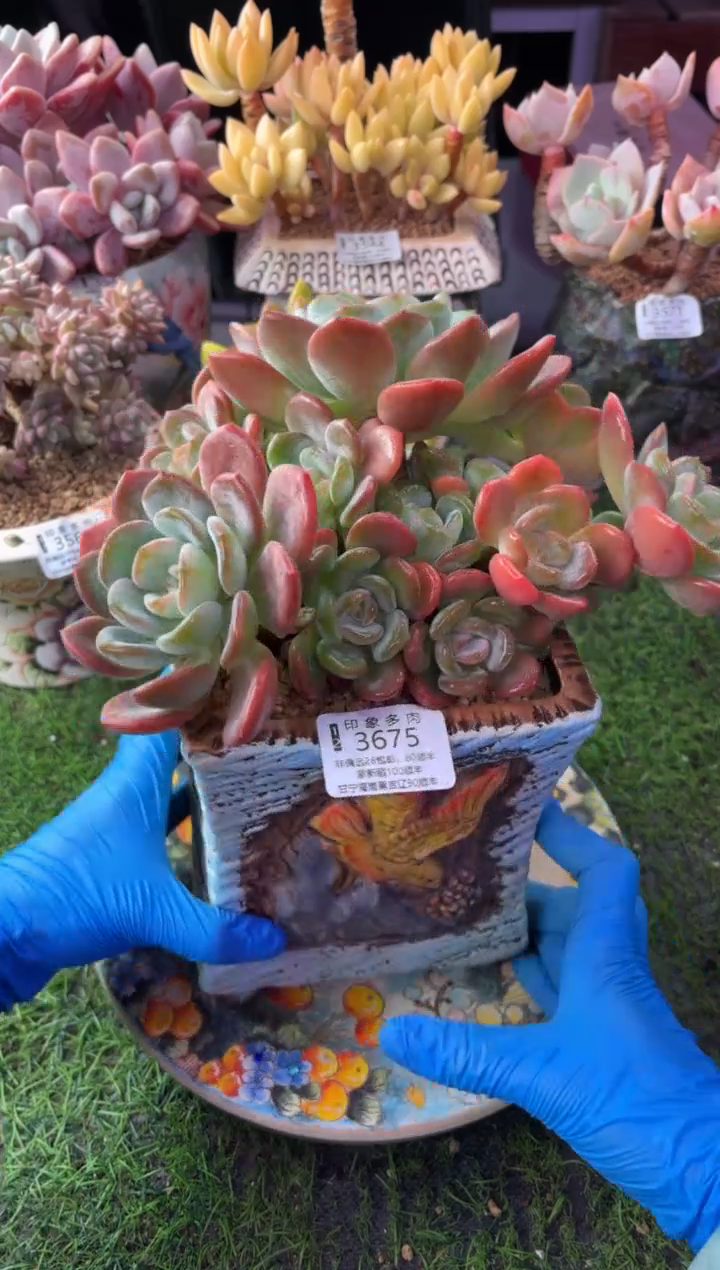 昆明印象多肉3675