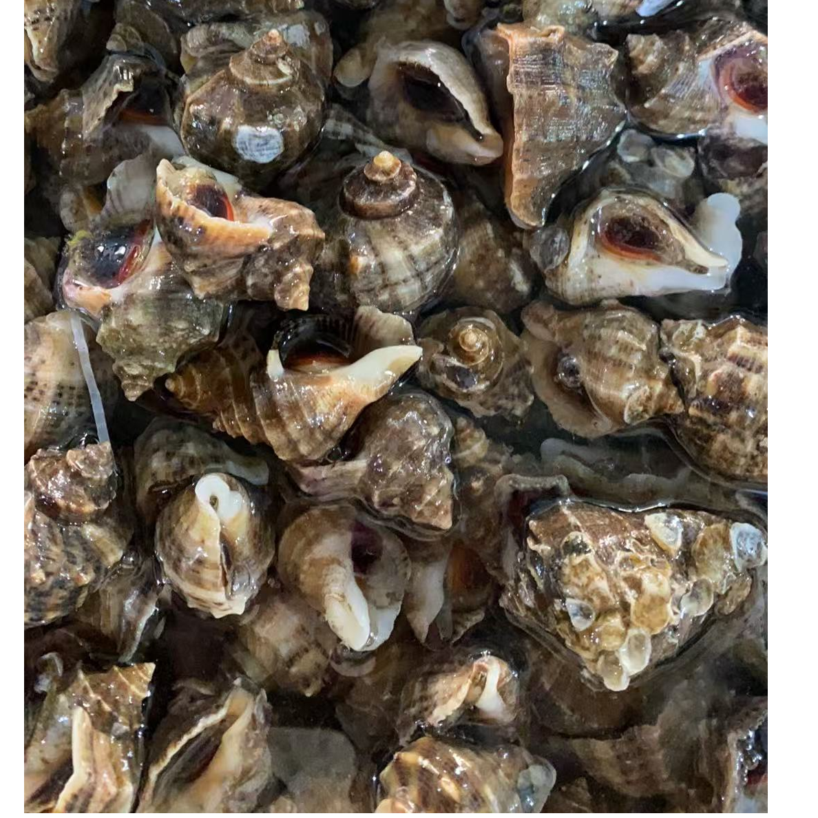 鲜活中海螺12元1斤