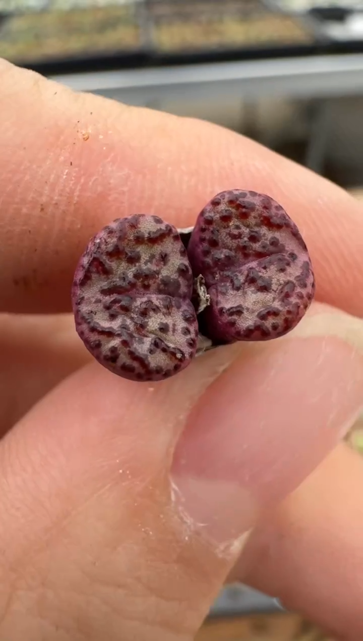 【闪购商品】6--65