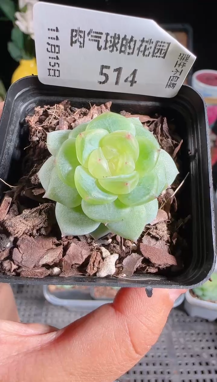 1115-514灵雨群生不包整