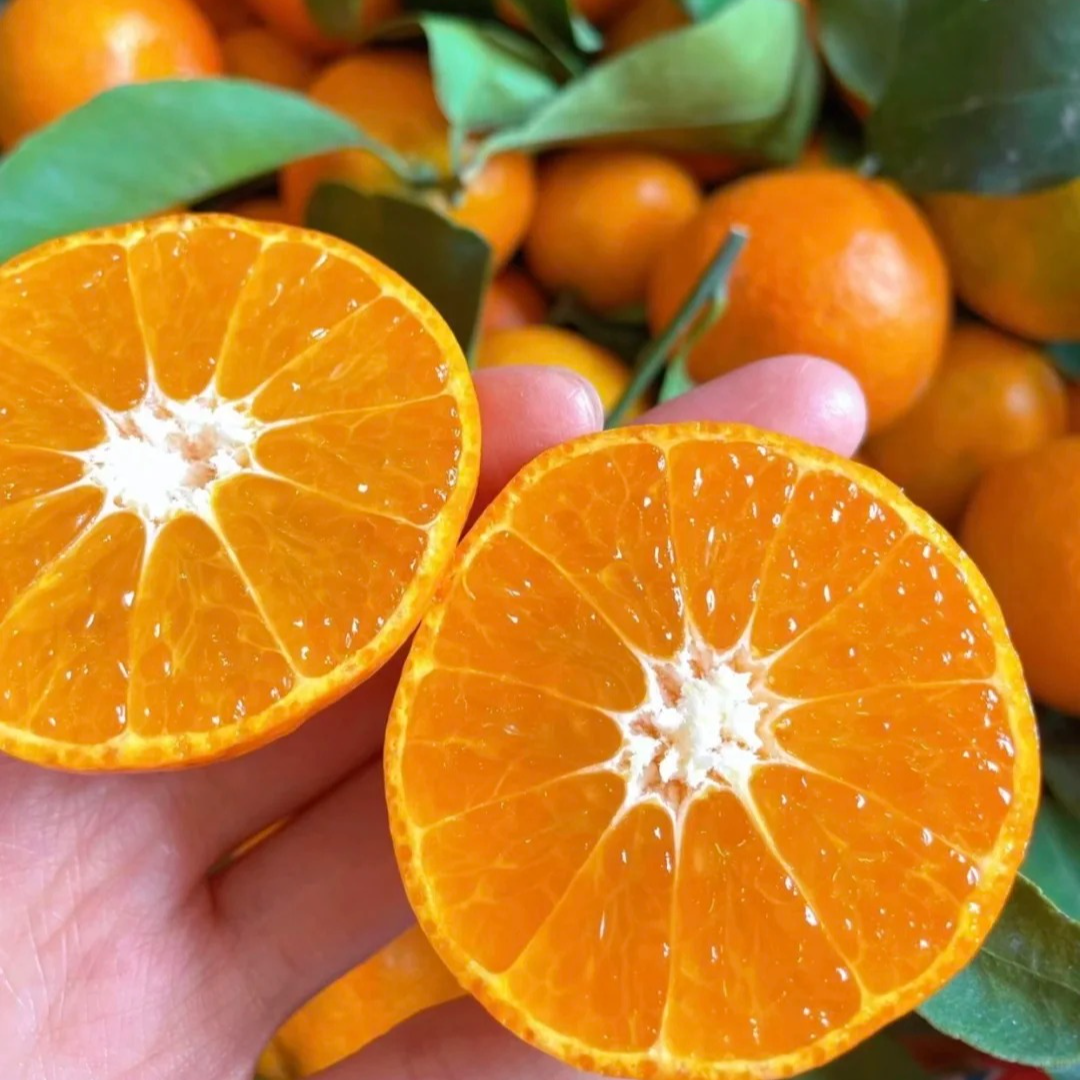 【框装】砂糖橘酸甜可口不打蜡不抛光，毛重5.5斤