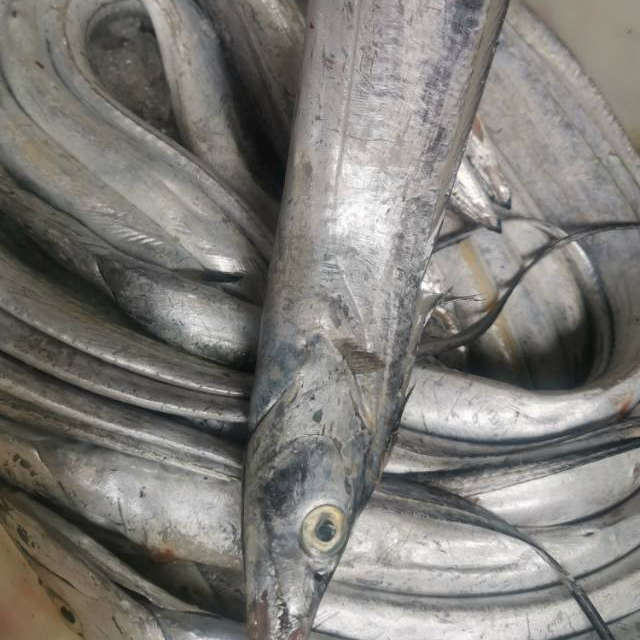 舟山雷达网带鱼（顶带）2斤以上/条