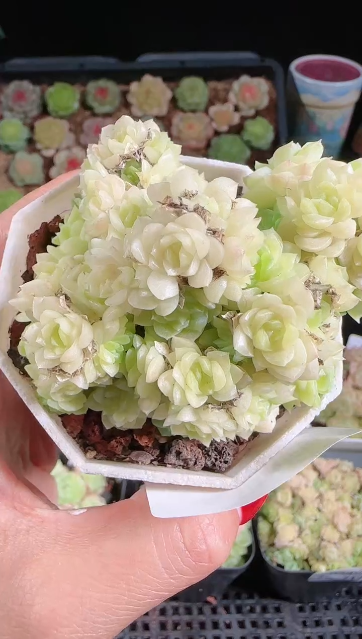 1102-718麦秆群不包整