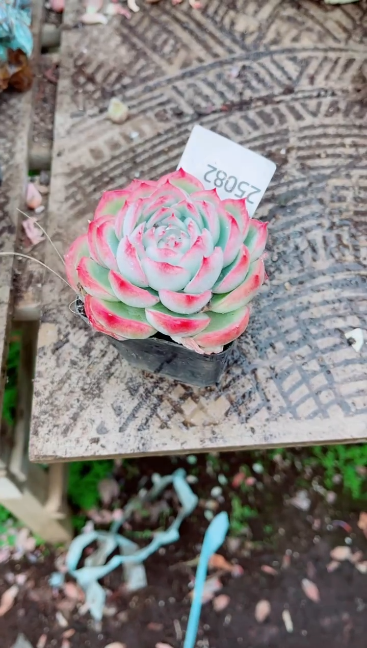 ༃****✰跃跃精品多肉25082