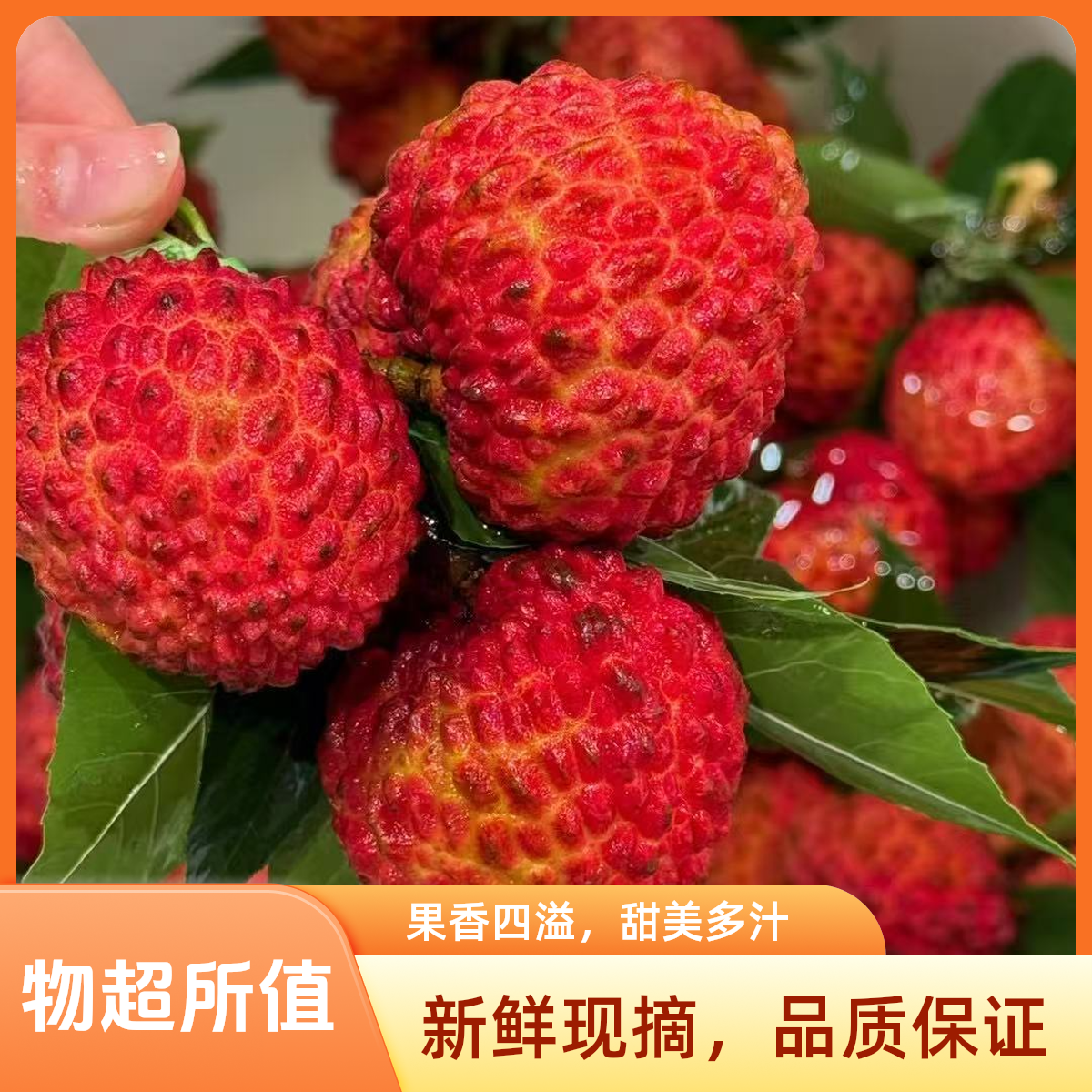海南火山荔枝王核小肉厚鲜甜饱满洁白晶莹荔枝同城送海南省