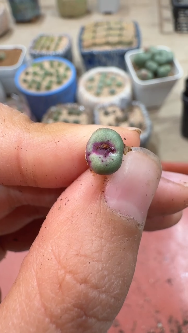 多肉植物肉锥23-78