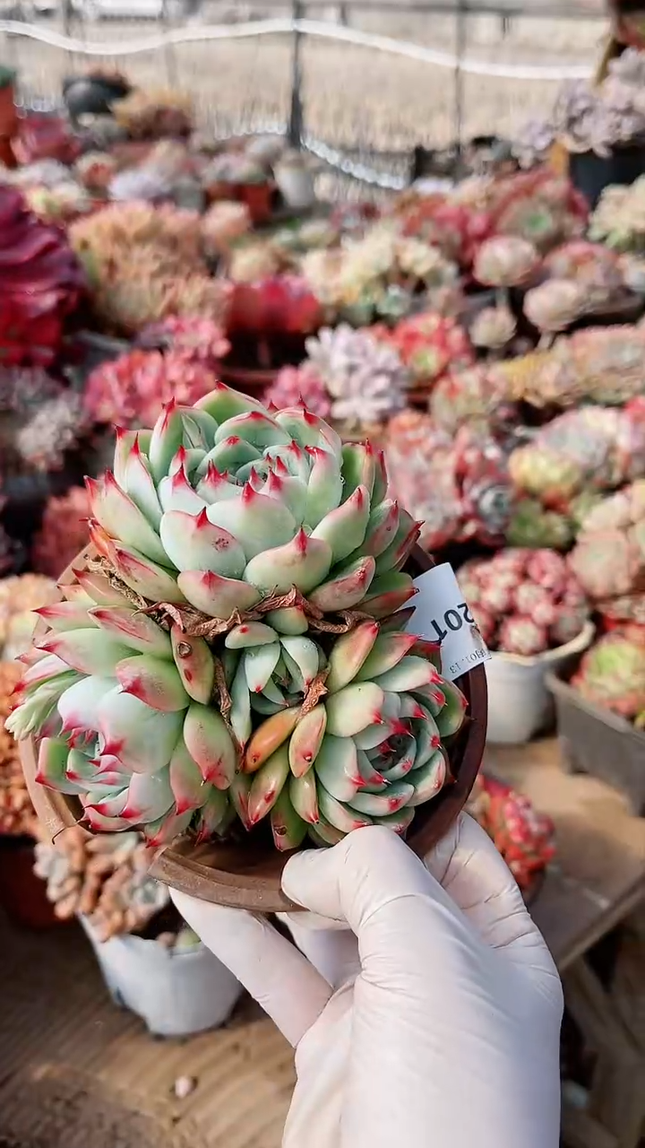 【闪购商品】13201