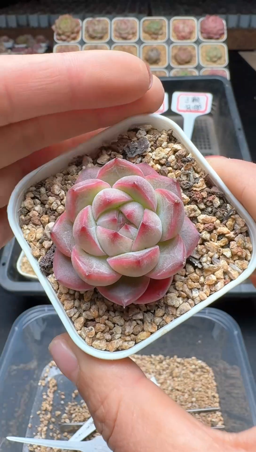 【闪购商品】265号 珍妮杂交多肉 花卉植物