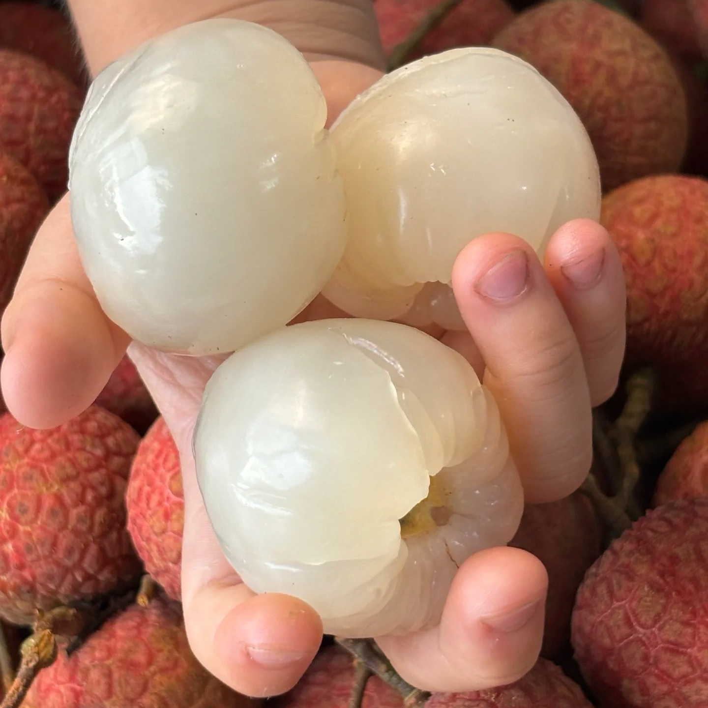 6斤装大颗新鲜白糖罂荔枝巨甜现摘现发空运肉厚核小好吃汁水多