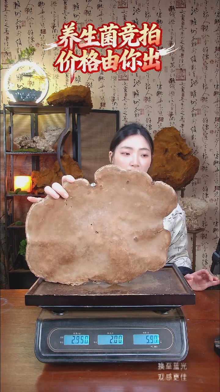 红缘拟层孔菌中国大陆【藏区野生】红缘树舌（3.74斤）30-40年份