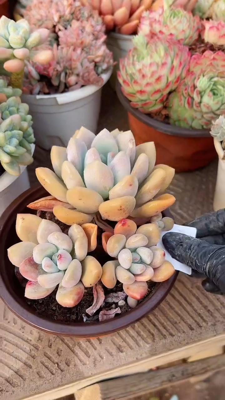 【闪购商品】13186