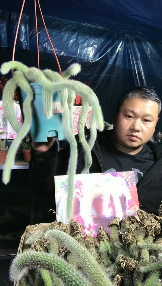 多头长毛九尾狐丛生的