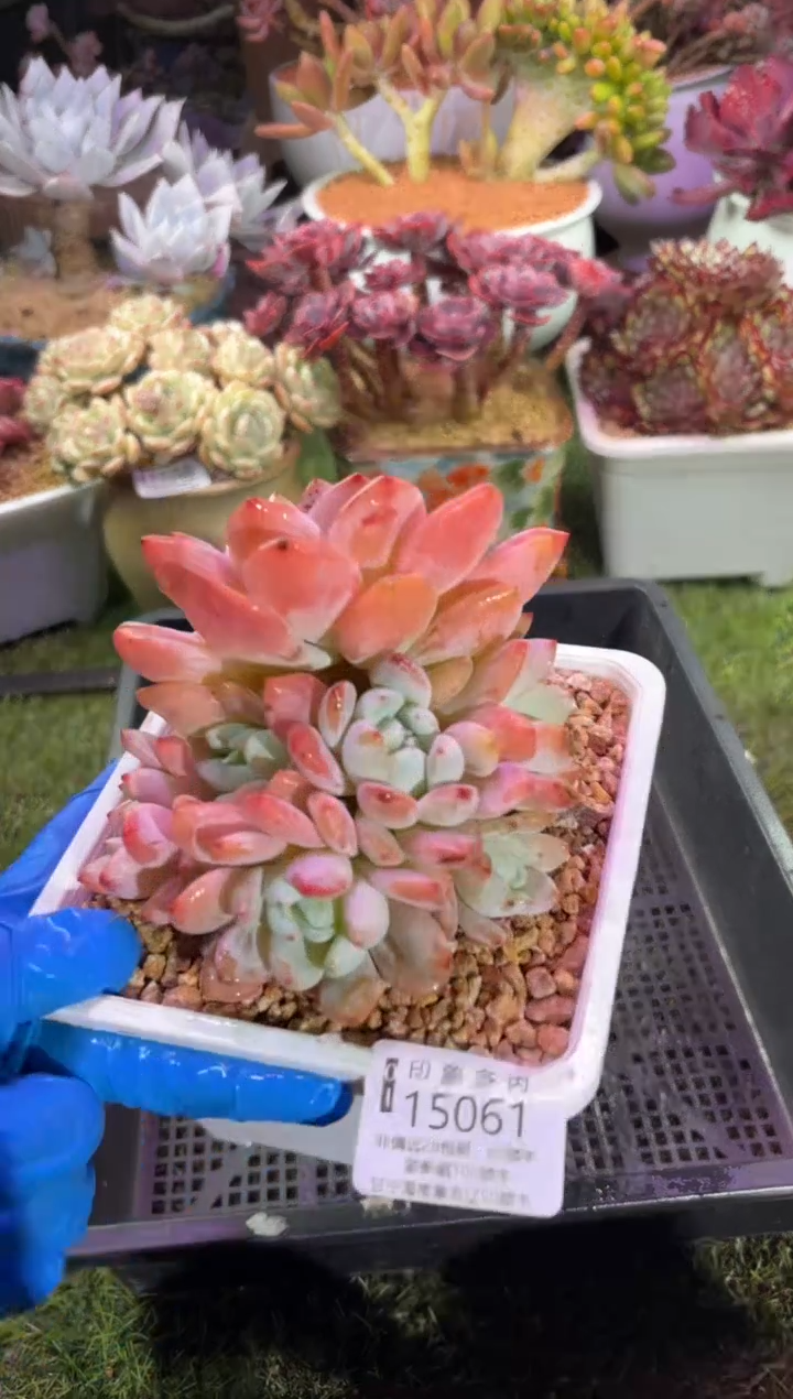 【闪购商品】15061