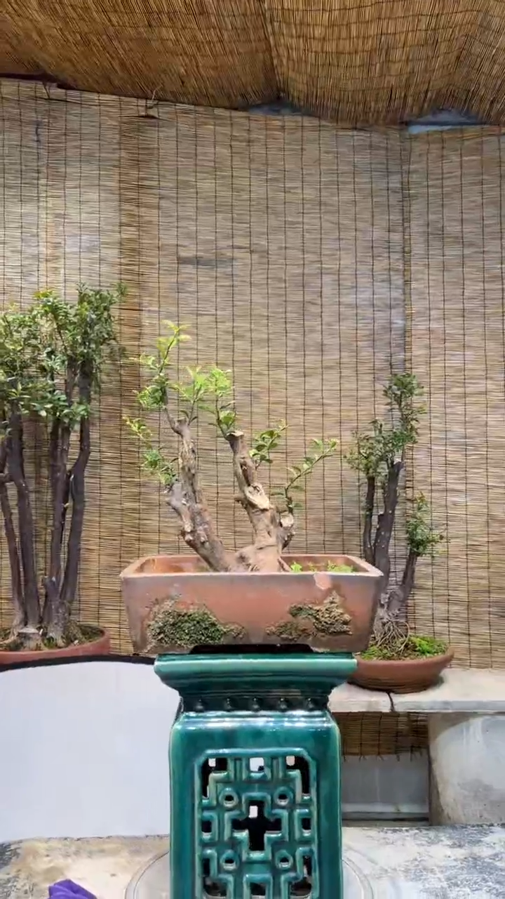 【闪购商品】盆景盆景