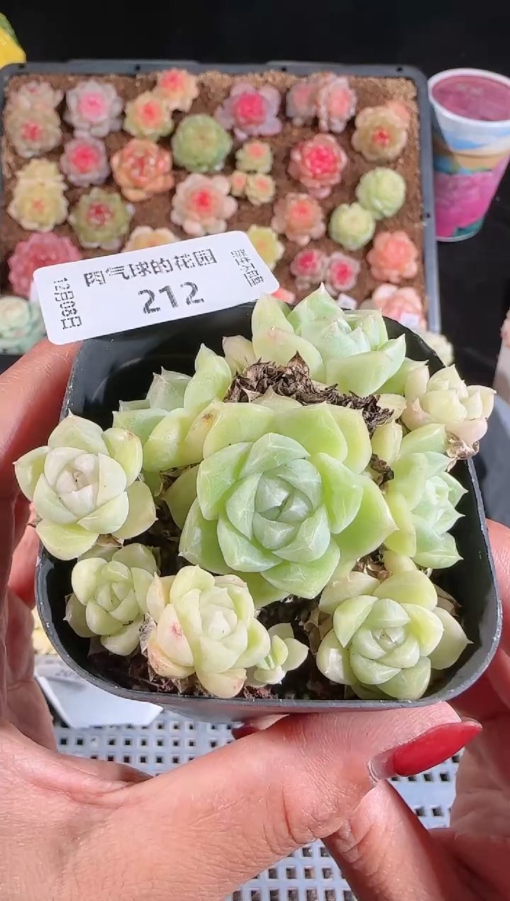 1208-212多肉群生不包整