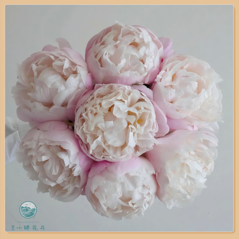 【甘肃自产】精选芍药-高山栀子季节限定芍药鲜切花 5枝装 顺丰包邮