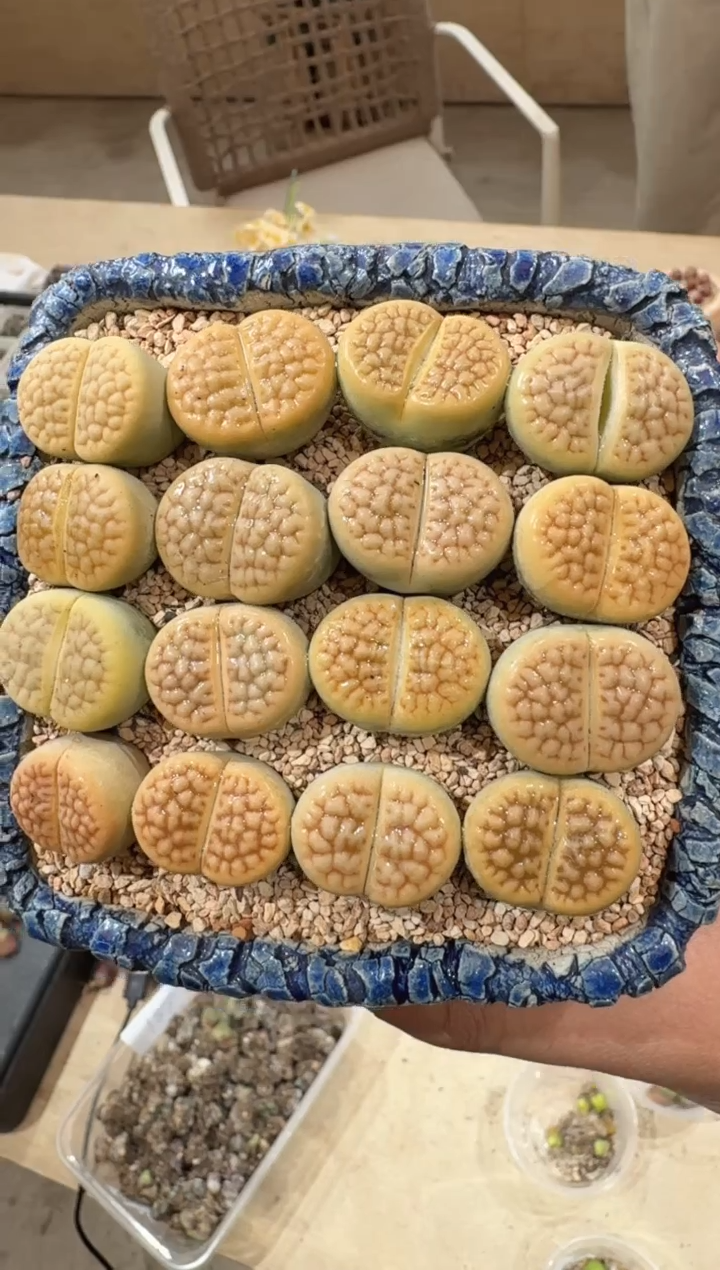 12-6多肉植物肉锥生石花一颗