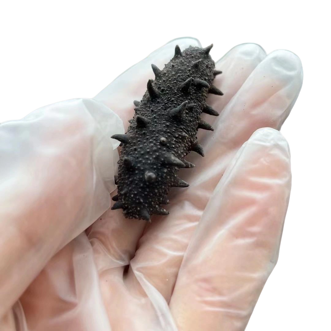 盐渍海参3.5倍泡发率大连本土海参45头左右500g半干海参