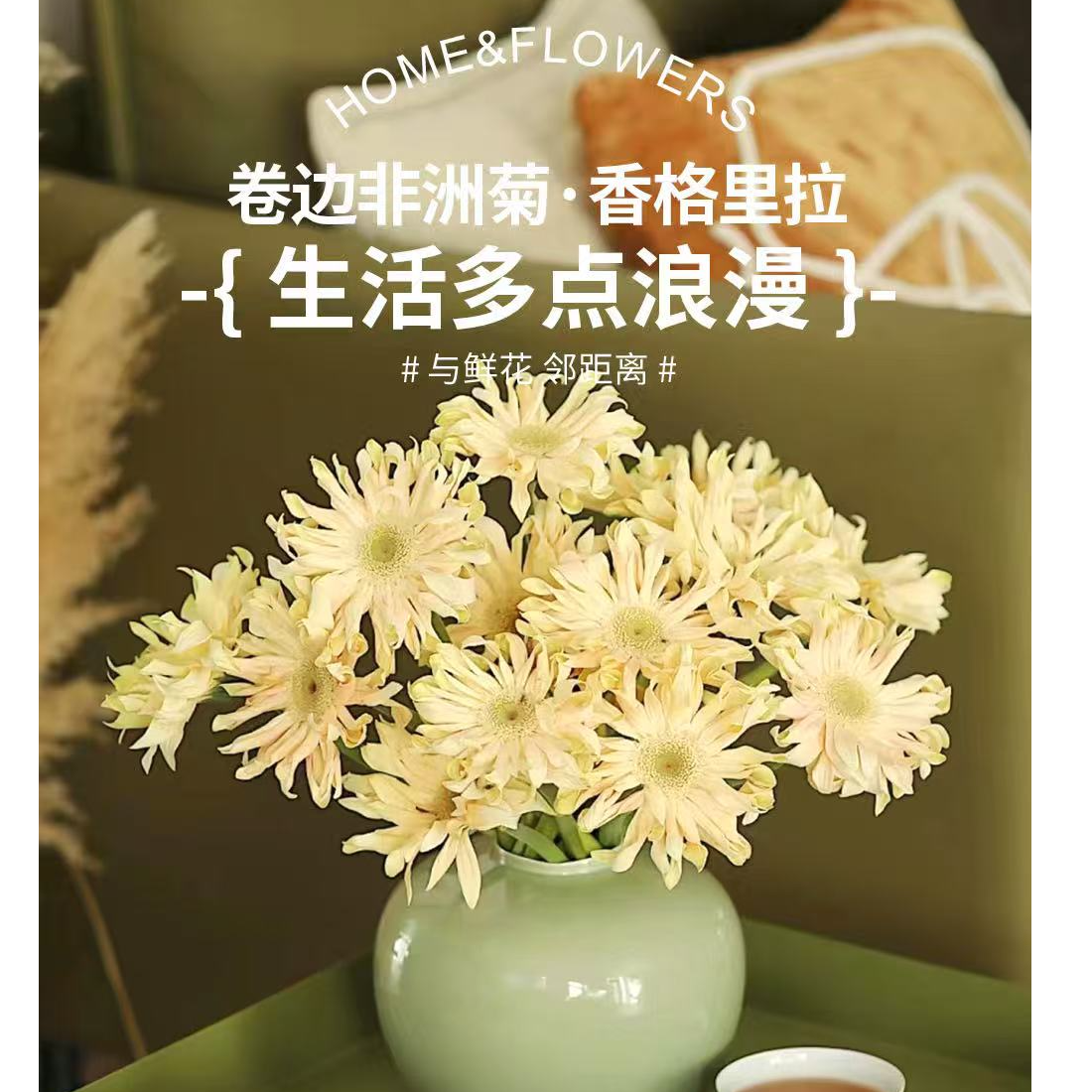 卓拉鲜花-卷边弗朗香格里拉