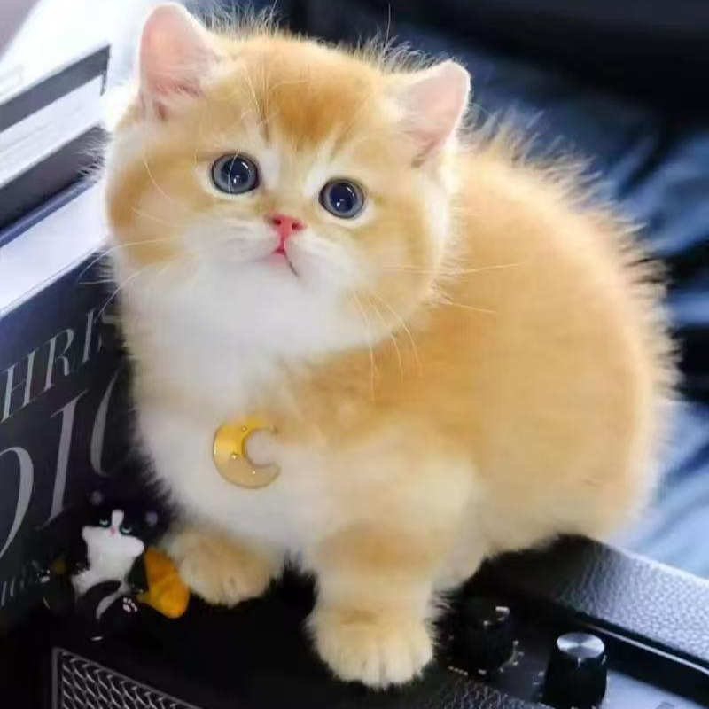 （家宝猫舍）小猫咪活体