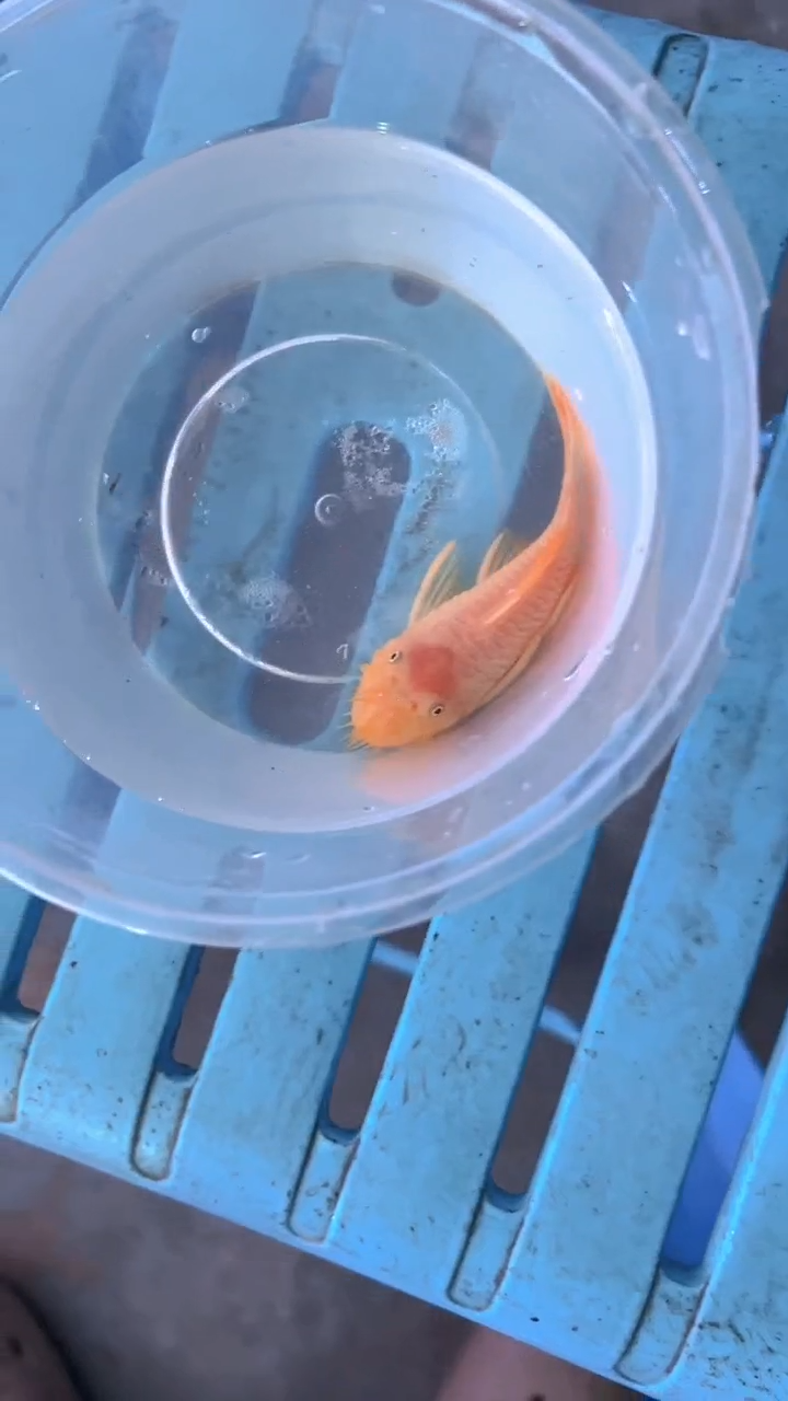 清道夫鱼史****86-044公胡子1条 尺寸8+厘米