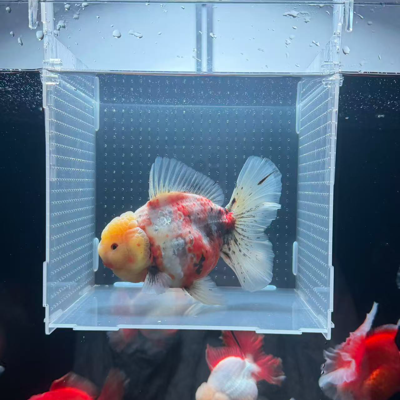 泰狮金鱼淡水冷水观赏鱼好养耐活招财小金鱼百褶