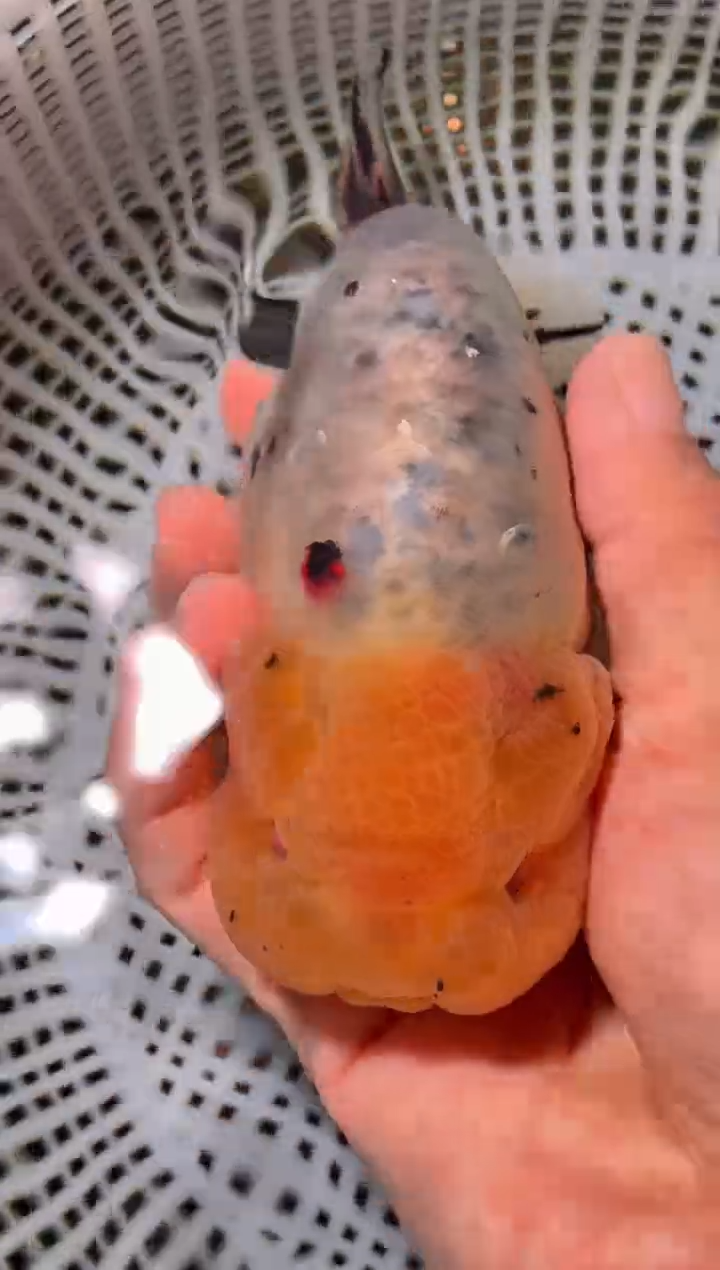 金鱼（运费到付，马印灯下展示）福州追鱼兰寿金鱼