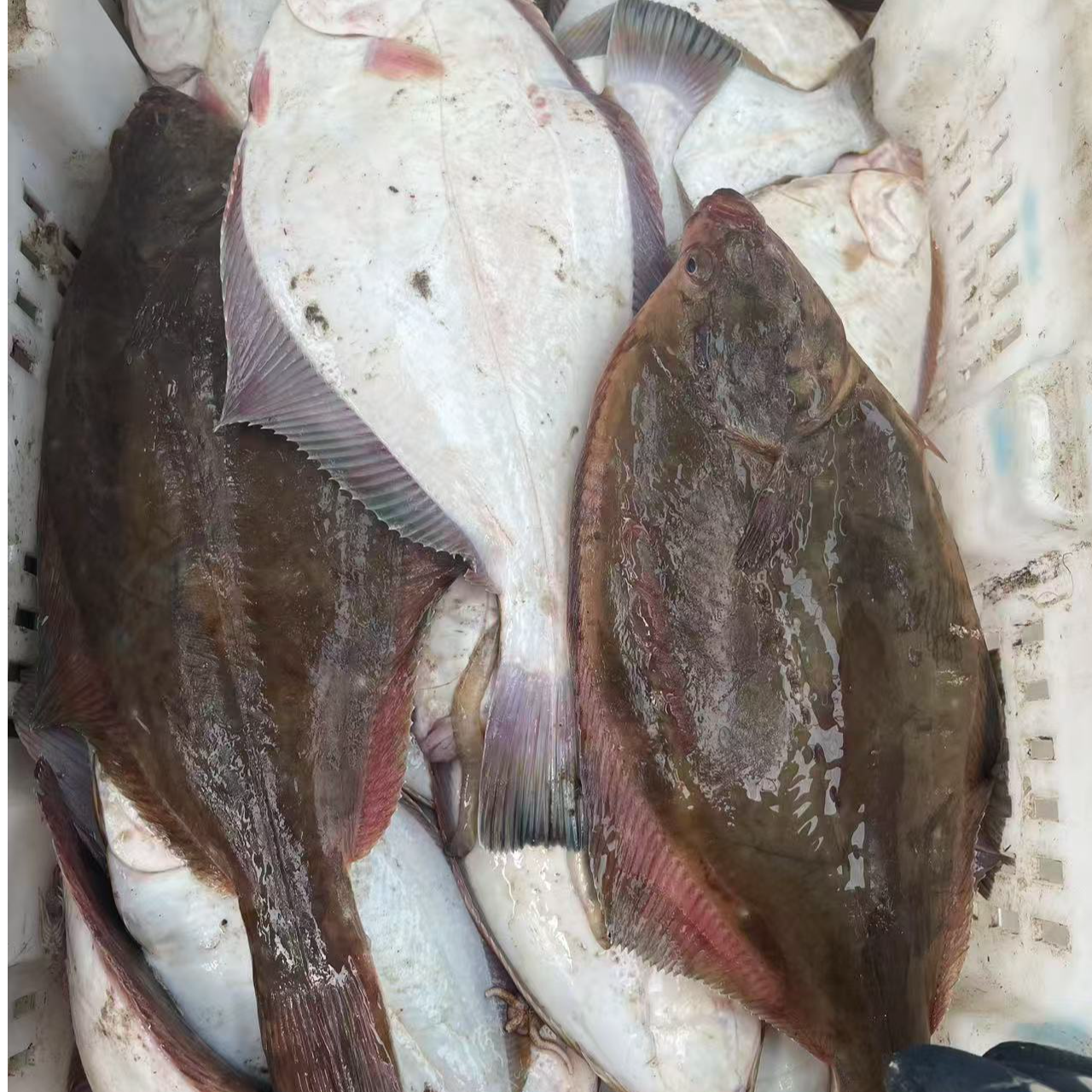 海捕 野生石匠鱼 顺丰发货省外冻发