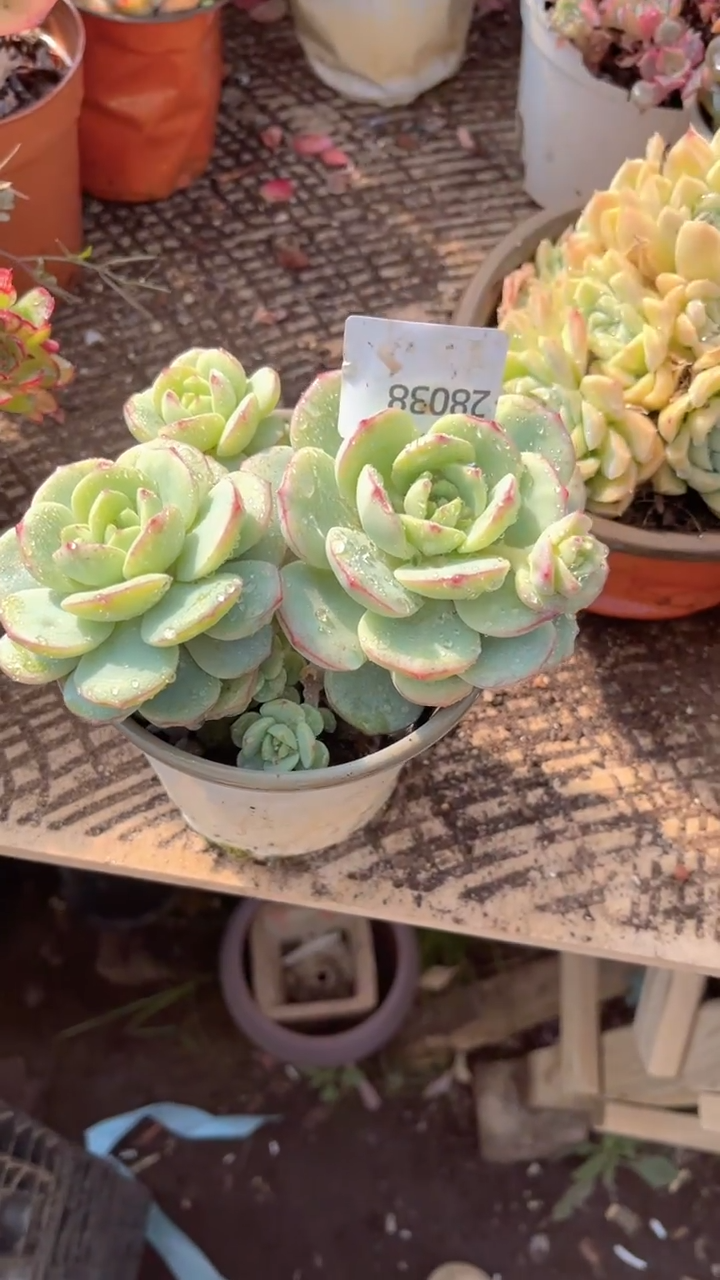 冰*跃跃精品多肉28038