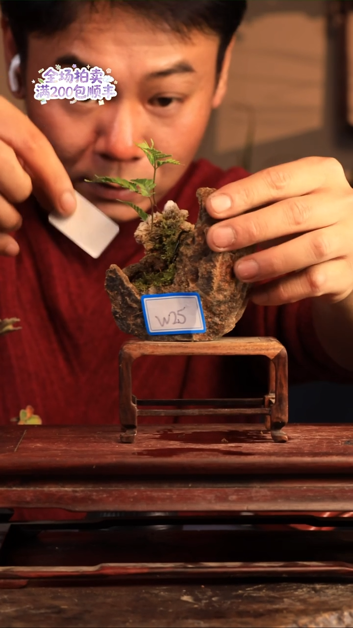 完全开放W25草本植物 不包邮