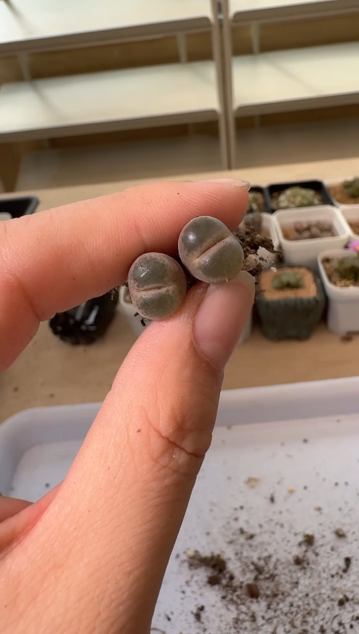 24-27多肉植物肉锥绿焰