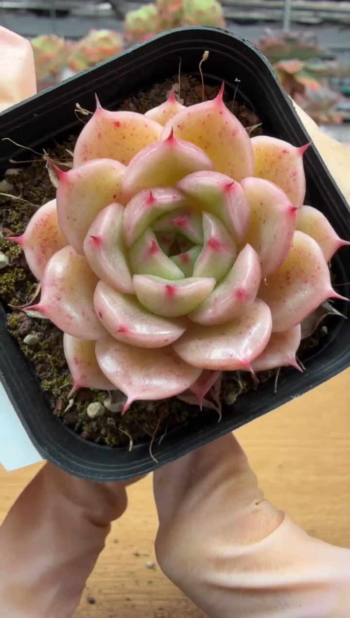 东云多肉园三店-103