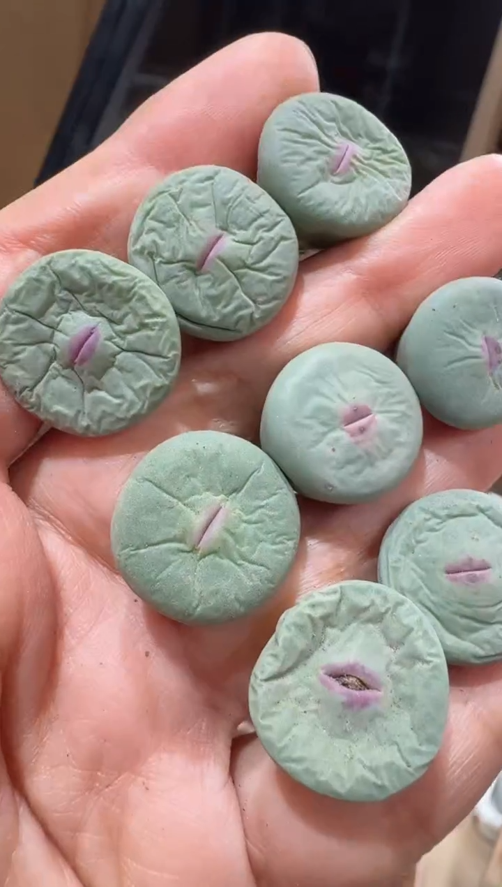 154多肉植物肉锥DOWS红嘴缺水福利一颗