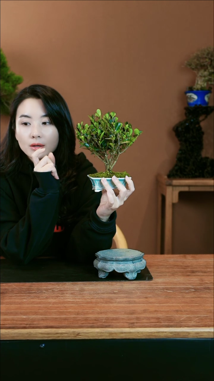 【闪购商品】盆景达摩栀子花