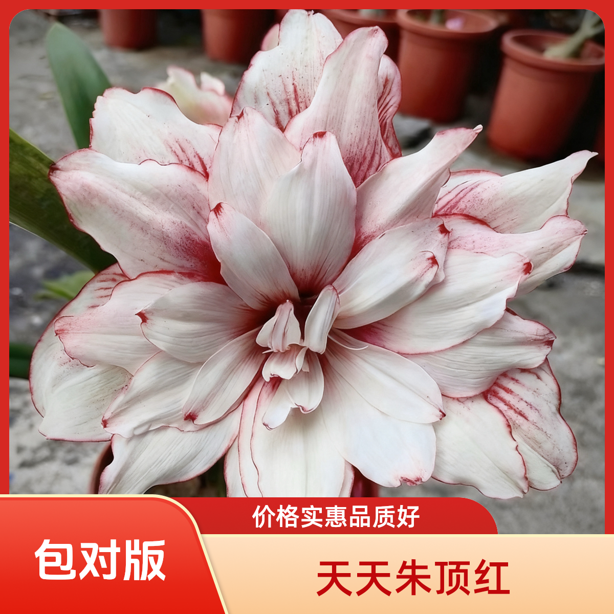 包对版（珍妮佛）台湾进口朱顶红国产基地球