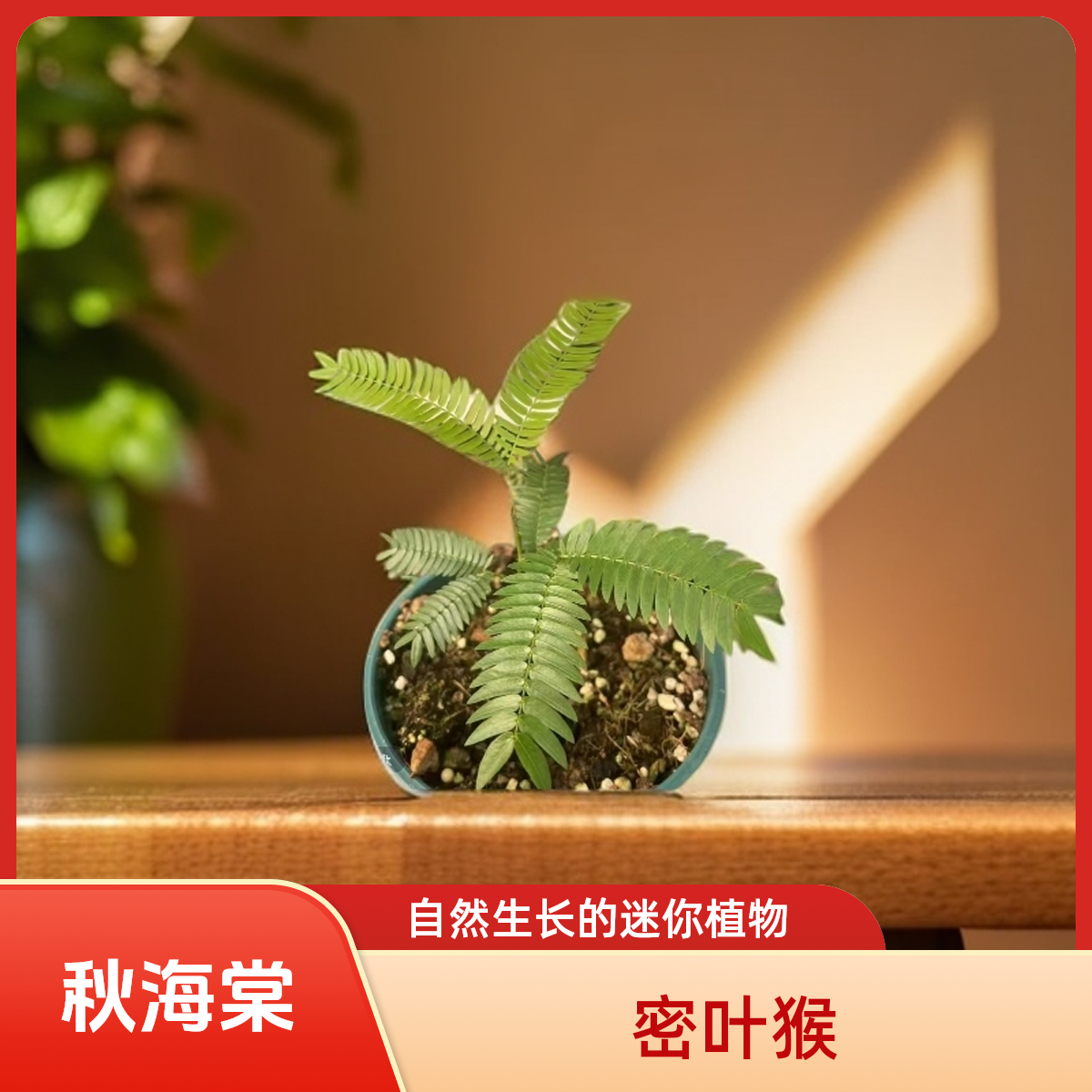 密叶猴 秋海棠 一颗包邮无售后 完美主义者勿拍