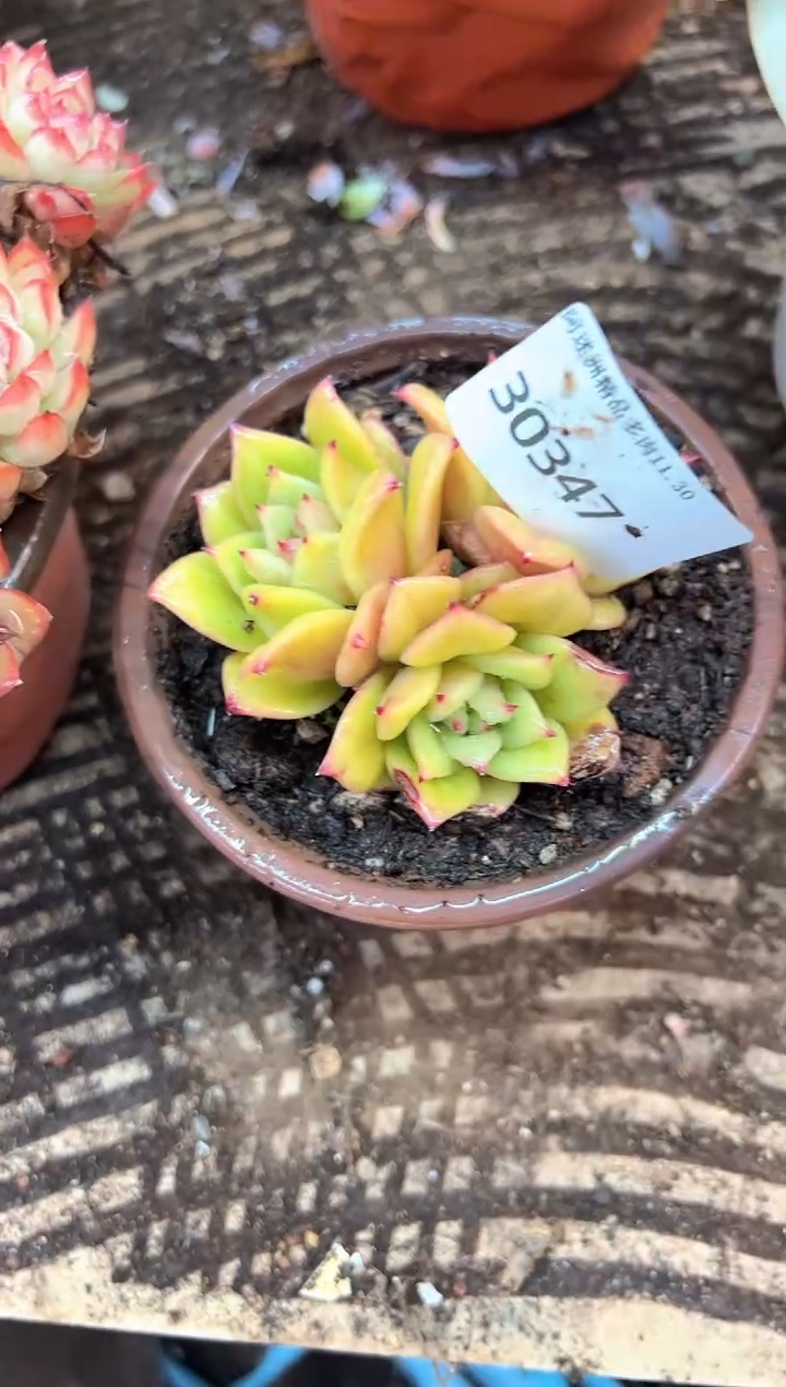 小*芝多肉植物一物一拍30347