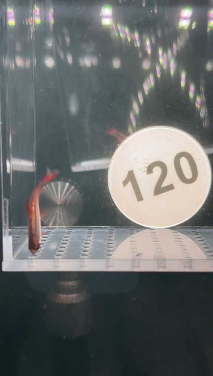 灯科鱼【120】白金血红魔鬼