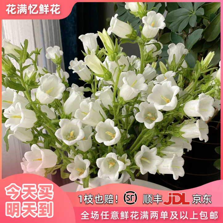 次日达-【白色风铃花】一把白色风铃花清纯白月光家居鲜花任意满两单顺丰包邮三单送花瓶今天拍明天到次日达