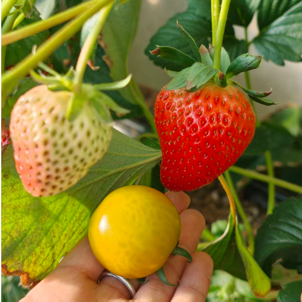 （双拼链接）顺丰包邮丹东久久大草莓加后墙小柿子圣女果美味多汁