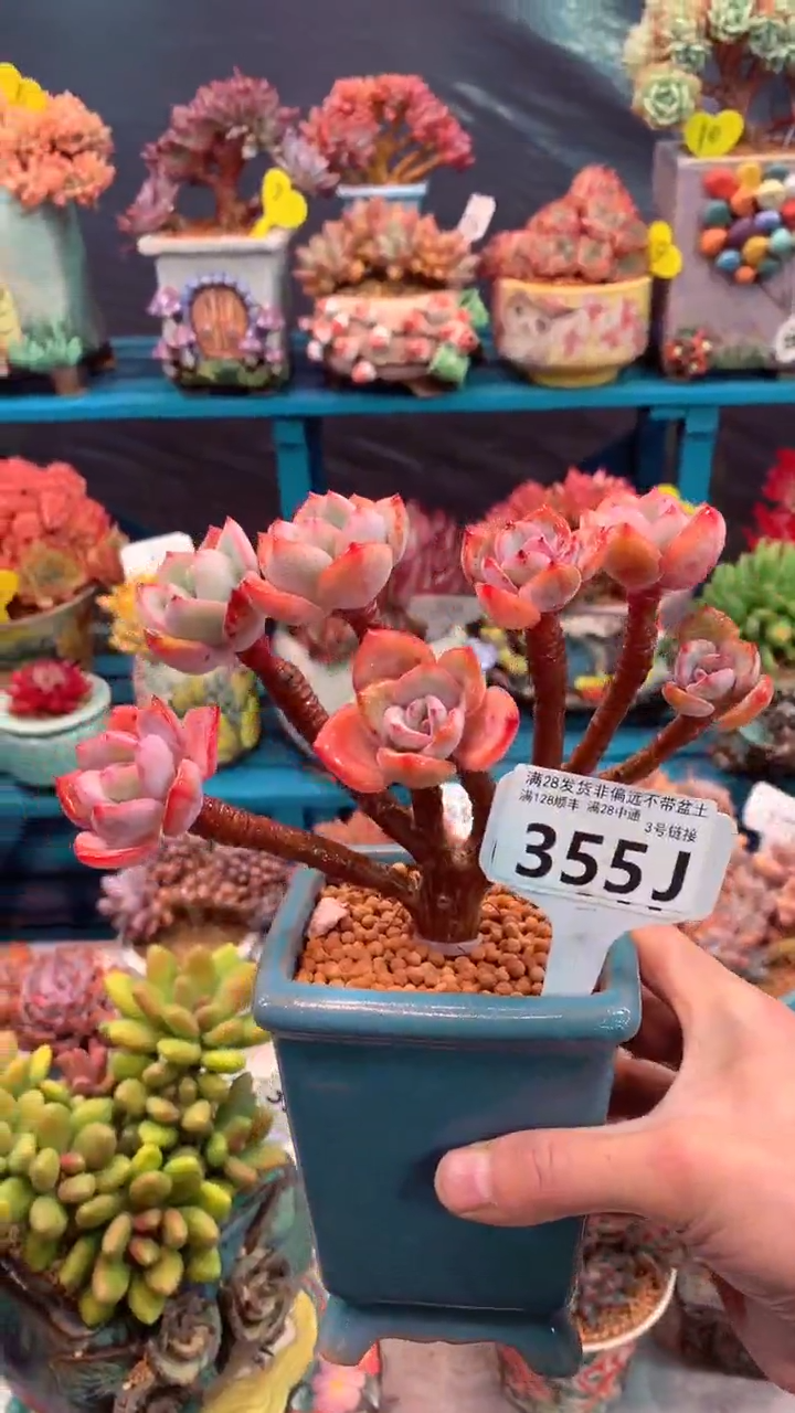 355J（一物一拍，精品多肉，所见即所得 ）