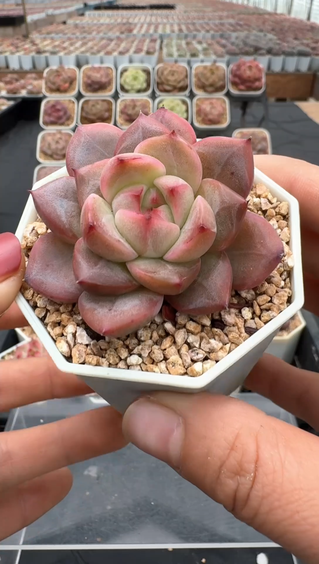 【闪购商品】3单包邮珍妮多肉一物一拍358