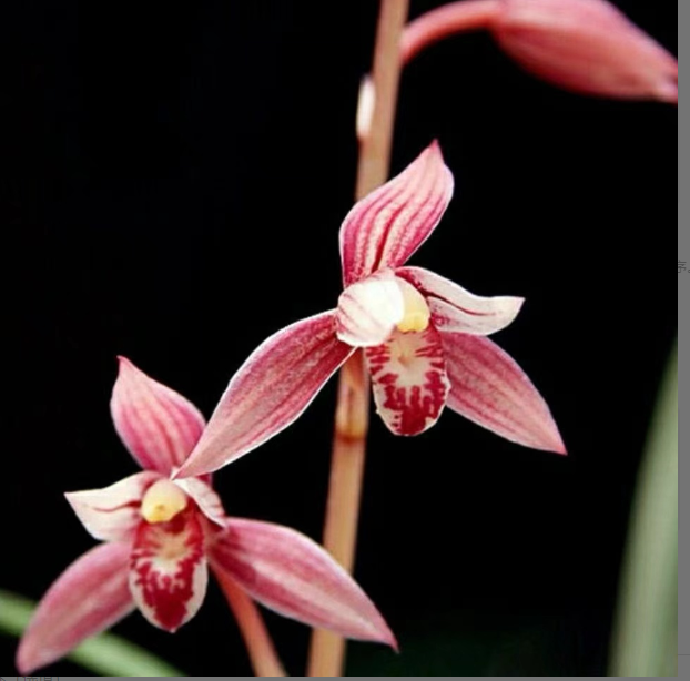 红玉香妃四季兰红花荷瓣 花期5-11月办公室绿植红花