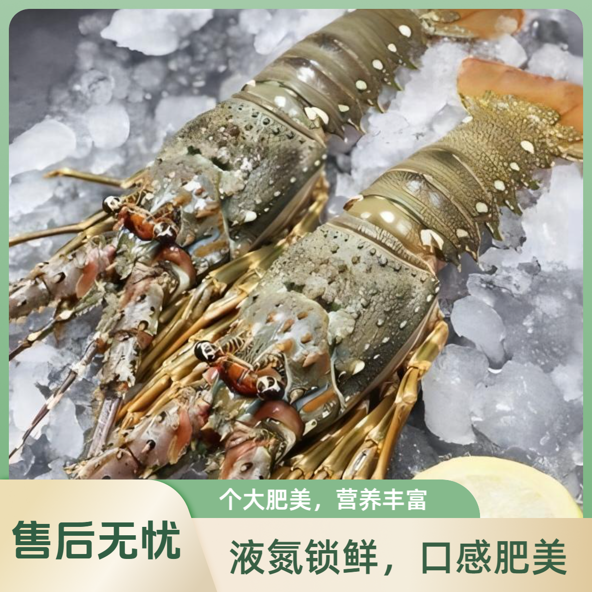 【液氮鲜冻】小青龙2只+熟冻面包蟹2只/顺丰冷链次日达